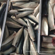 Frozen fish BQF pacific mackerel, China mackerel low price